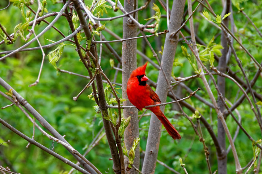 Cardinal in a tree