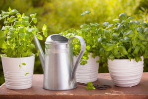 Fresh herbs in garden