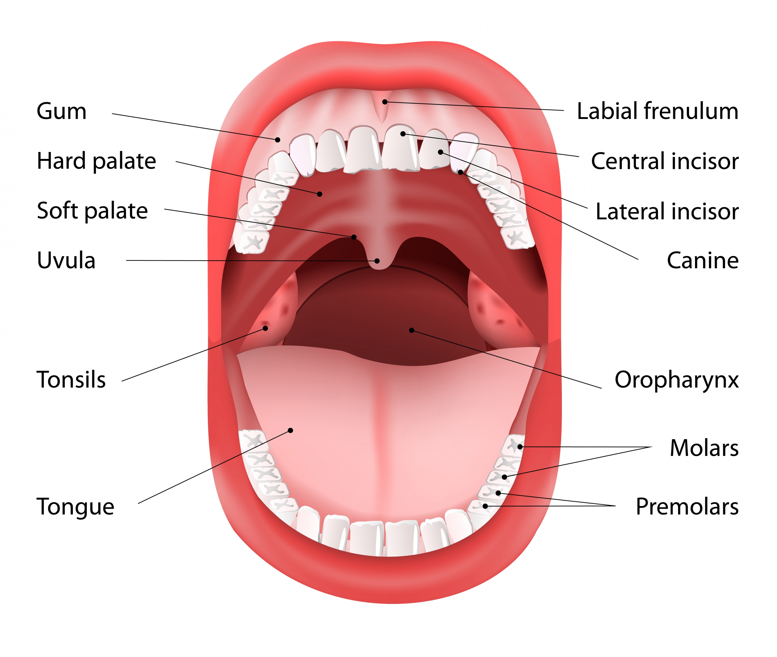 Parts of Human mouth. Open mouth and white healthy teeth. Vector Diagram, with explaining.