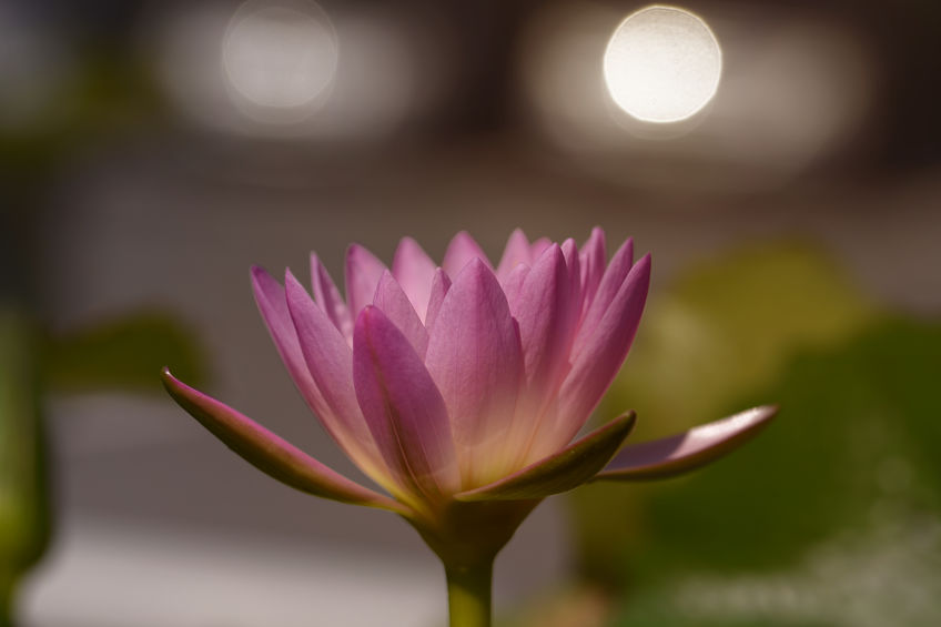 Soft focus on Lotus flower blooming. Lotus is used as a symbol i