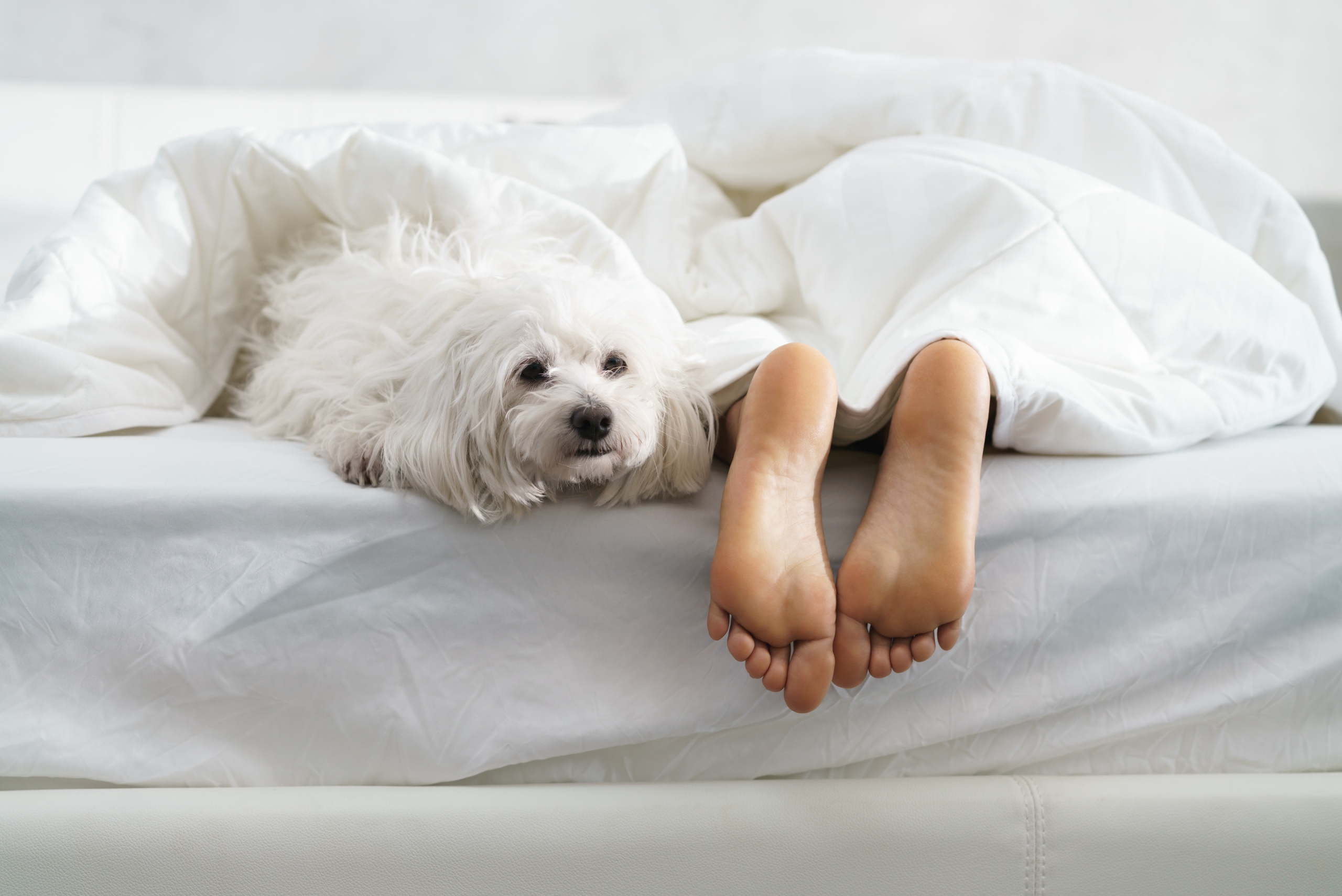 Woman's feet in bed next to dog