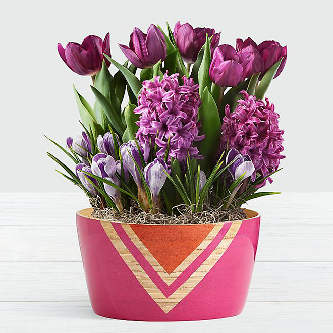 Hyacinths in flower pot