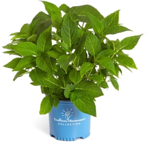 Father's Day-Summer Hydrangea