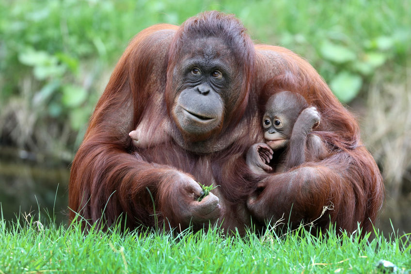 Orangutan mother with baby