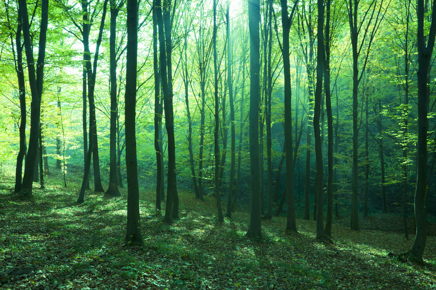 Sunlight in the green forest, spring time