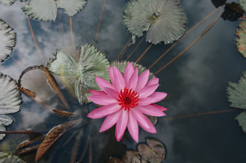 beautiful pink lotus flower with green leaves in pond