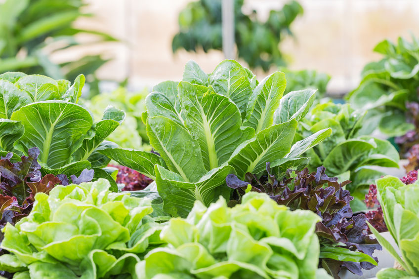 Mixed organic vegetables in urban garden