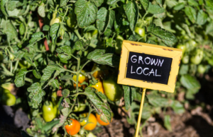 Late summer in organic community vegatable garden.