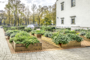Raised beds in an urban garden growing plants herbs spices berries and vegetables.