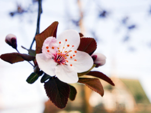 Cranberry blossom