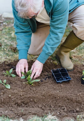Illustration of an older person putting a plant into a garden.
