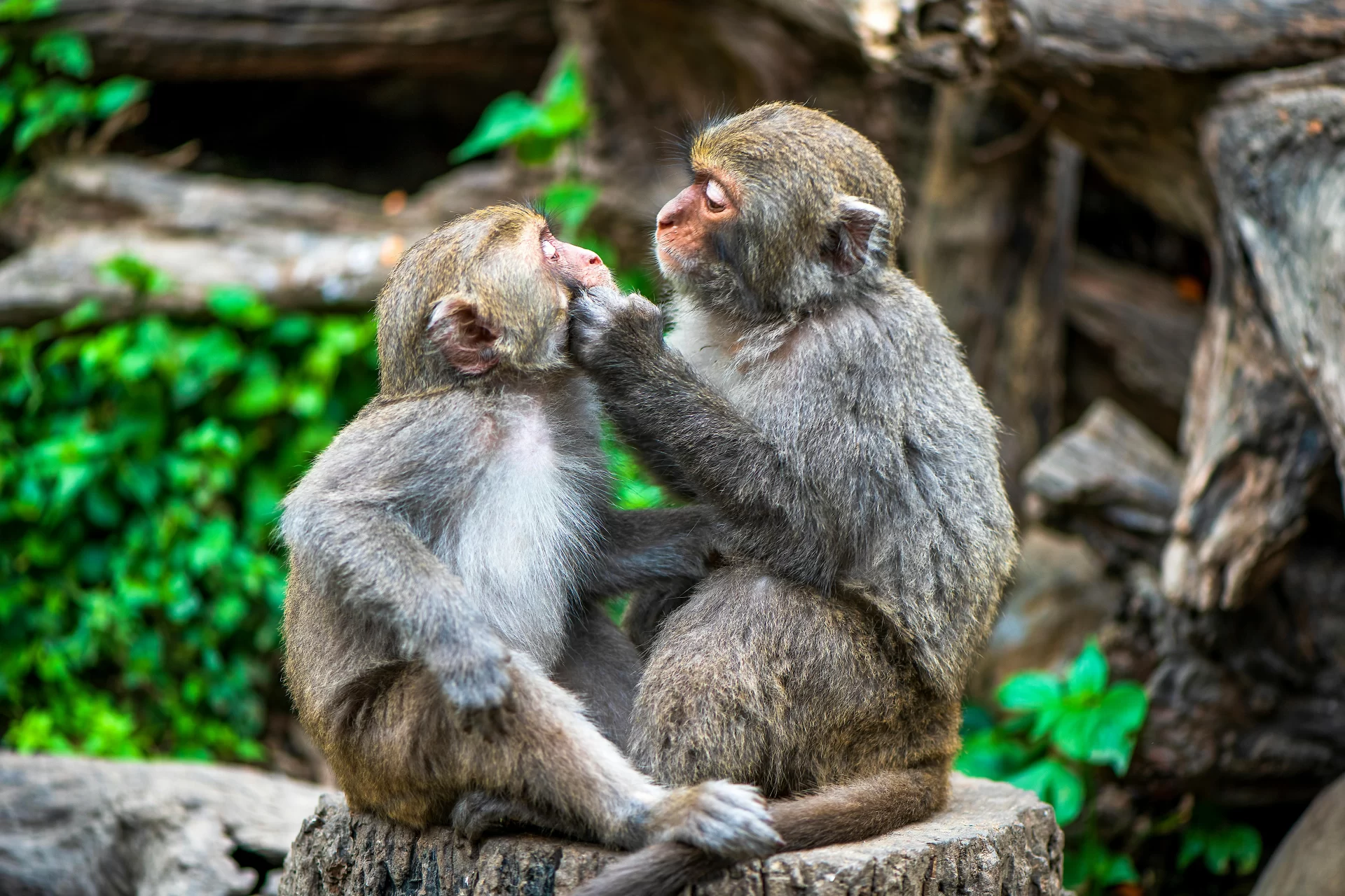 Touch reinforces reciprocity between our primate relatives.