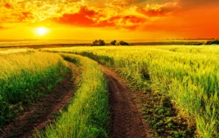 Field at sunset with well-worn tracks creating a path to drive through